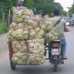 Motorbike and sidecar full of cabbages